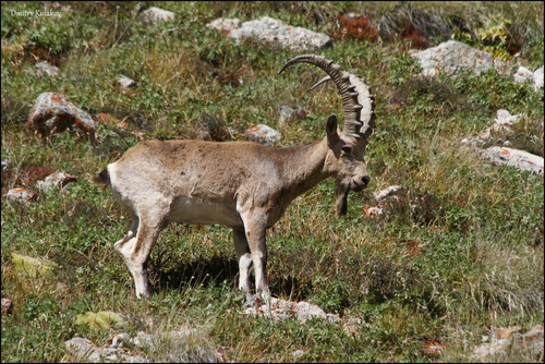 Siberian Ibex