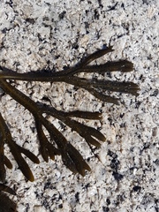 Fucus spiralis