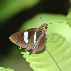 Notocrypta