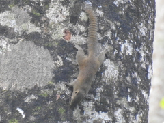 Callosciurus pygerythrus