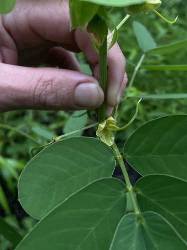 Senna obtusifolia
