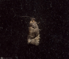 Asthenoptycha