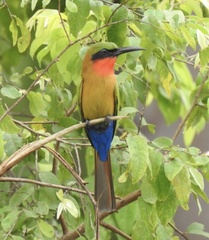 Red-Throated Bee-Eater photo 5