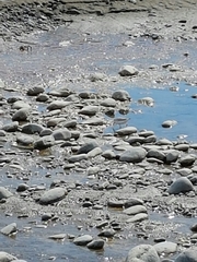 Anarhynchus frontalis