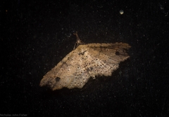 Philogethes metableta