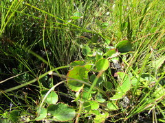 Centella eriantha