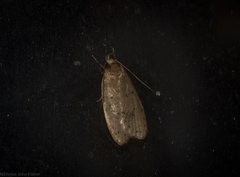 Eulechria convictella