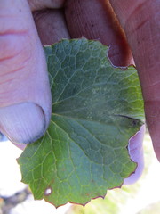 Centella eriantha