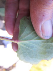 Centella eriantha