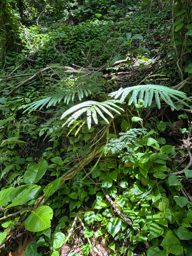 Albizia chinensis observed 2025-07-12