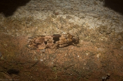 Barea melanodelta
