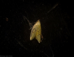 Aeolothapsa malacella