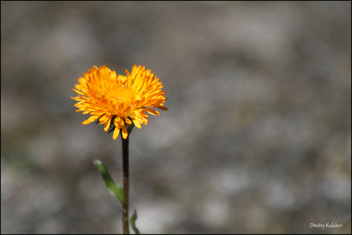 Image of Erigeron aurantiacus by (c) Dmitry Kulakov, some rights reserved (CC BY)