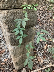 Parthenocissus quinquefolia