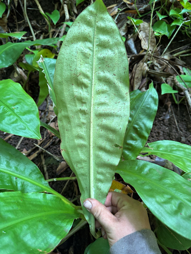 Palisota bracteosa