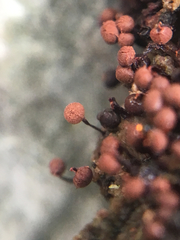 Cribraria cancellata