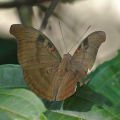 Dophla evelina