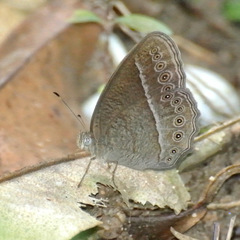 Mycalesis janardana