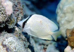 Chaetodon citrinellus