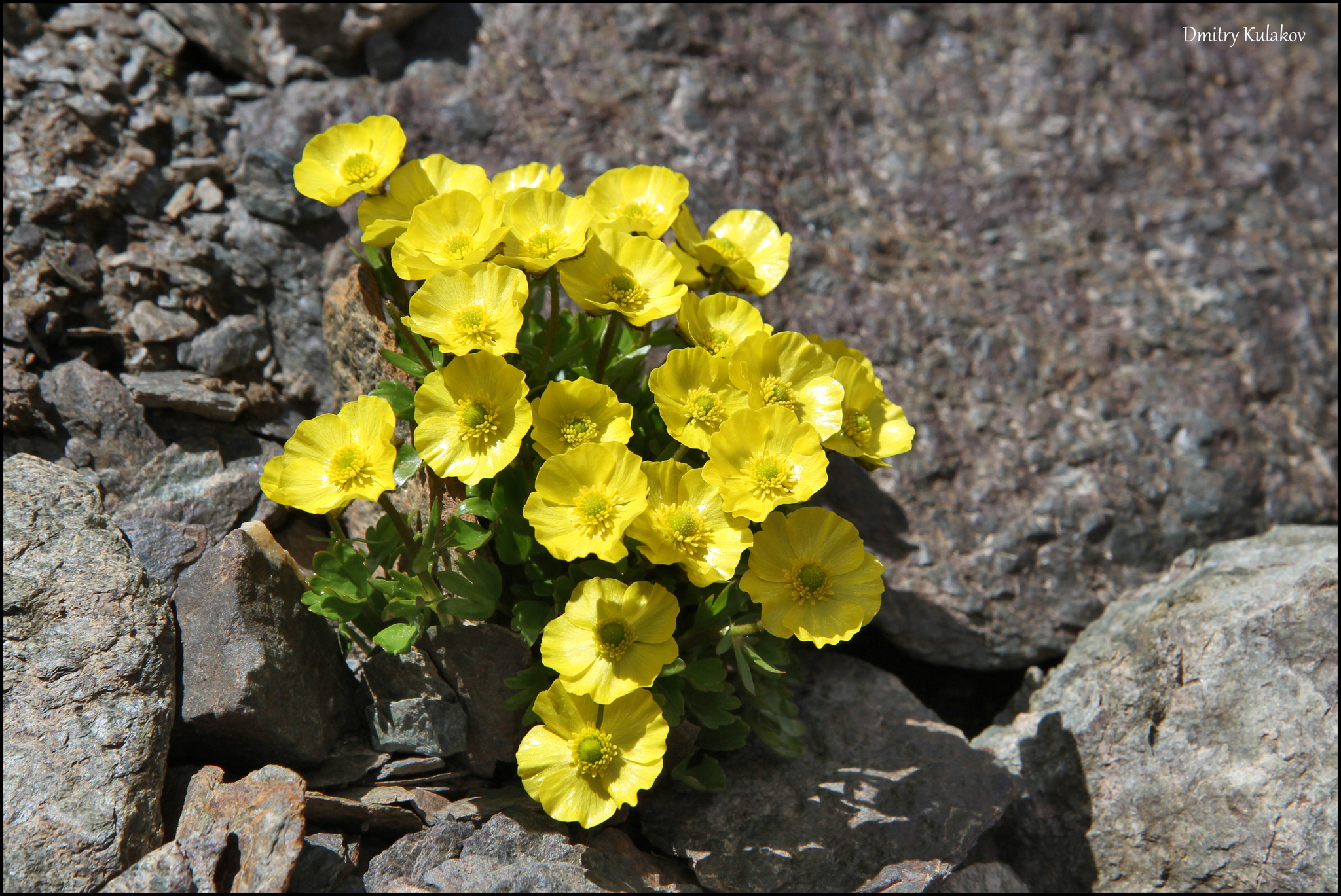 Ranunculus