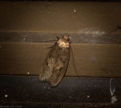 Mimobrachyoma maculifera