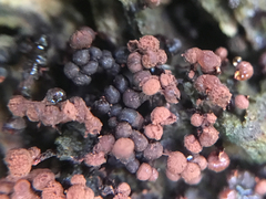 Cribraria cancellata