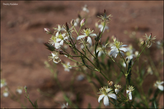 Dmitry Kulakov, CC BY, iNaturalist via GBIF Clematis songorica, photograph Dmitry Kulakov, CC BY, iNaturalist via GBIF