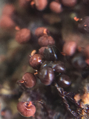 Cribraria cancellata