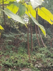 Catalpa