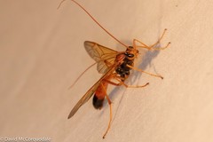 Opheltes glaucopterus barberi