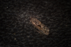 Cryptaspasma sordida