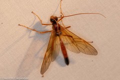 Opheltes glaucopterus barberi