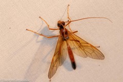 Opheltes glaucopterus barberi
