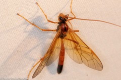 Opheltes glaucopterus barberi