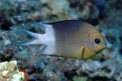 Acanthochromis polyacanthus