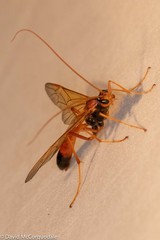 Opheltes glaucopterus barberi