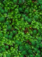 Polytrichum