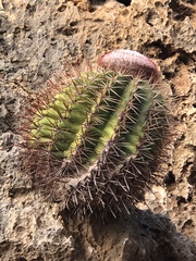 Melocactus macracanthos