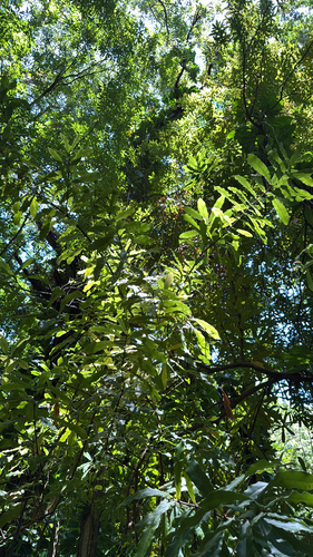 Macadamia tetraphylla observed 2025-07-12