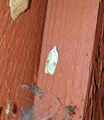 Agonopterix nervosa