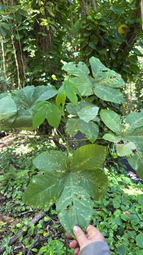 Manihot carthagenensis observed 2025-07-12