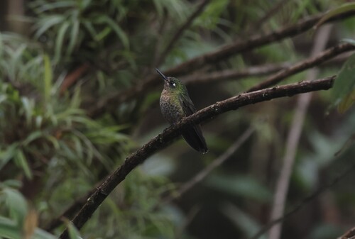 Scaled Metaltail (Metallura aeneocauda), photo 1