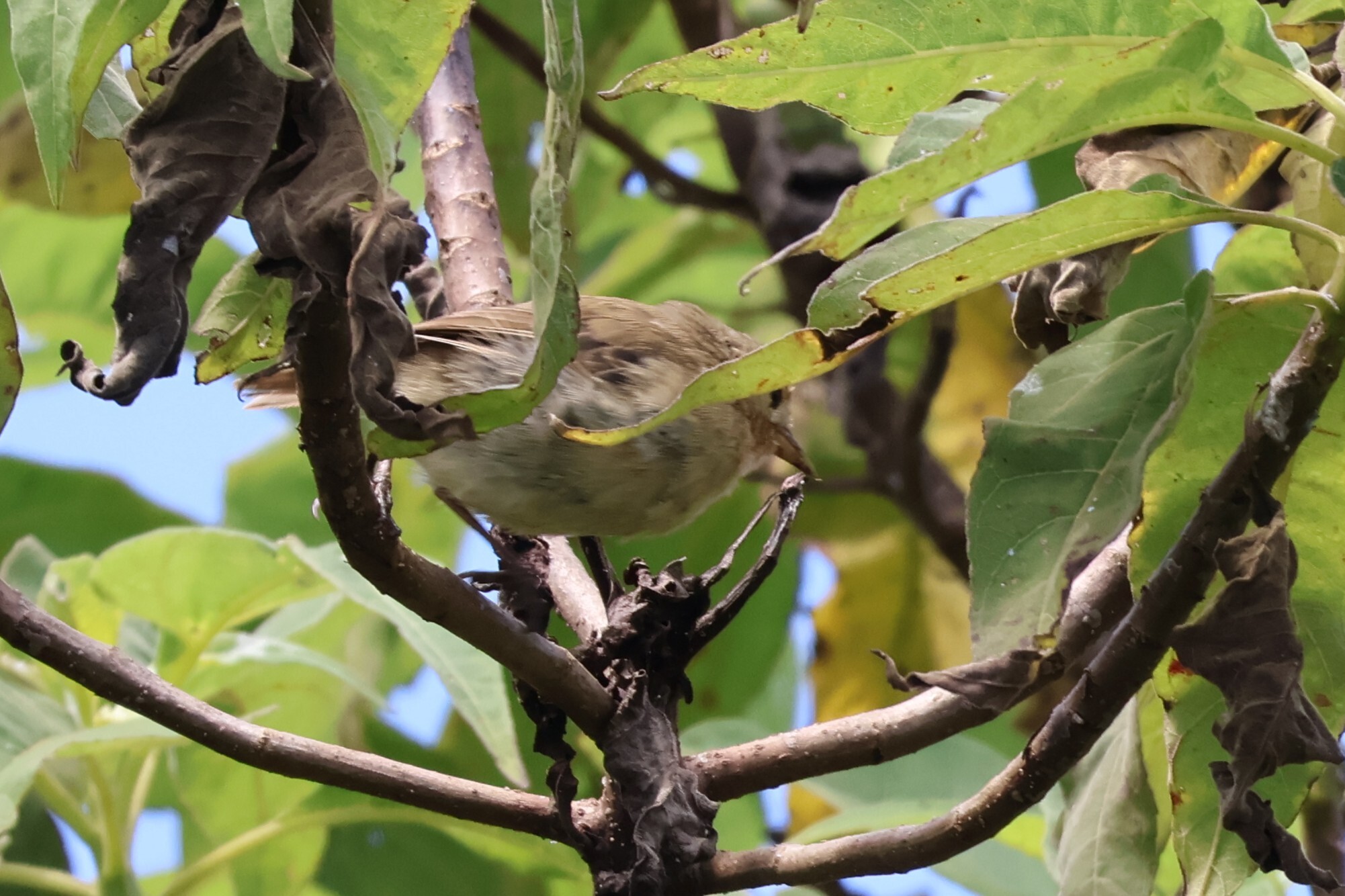 Green Warbler-Finch (Certhidea olivacea), photo 3