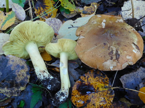 Tricholoma frondosae — (c) Eugene Popov, some rights reserved (CC BY)
