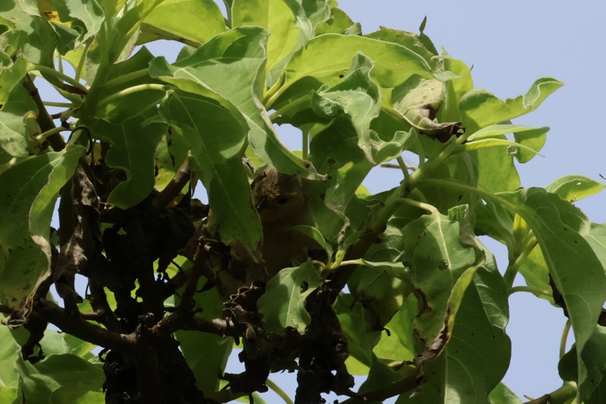 Green Warbler-Finch (Certhidea olivacea), photo 4