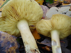 Tricholoma frondosae