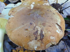 Tricholoma frondosae