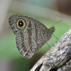 Ypthima fasciata