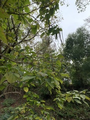 Catalpa