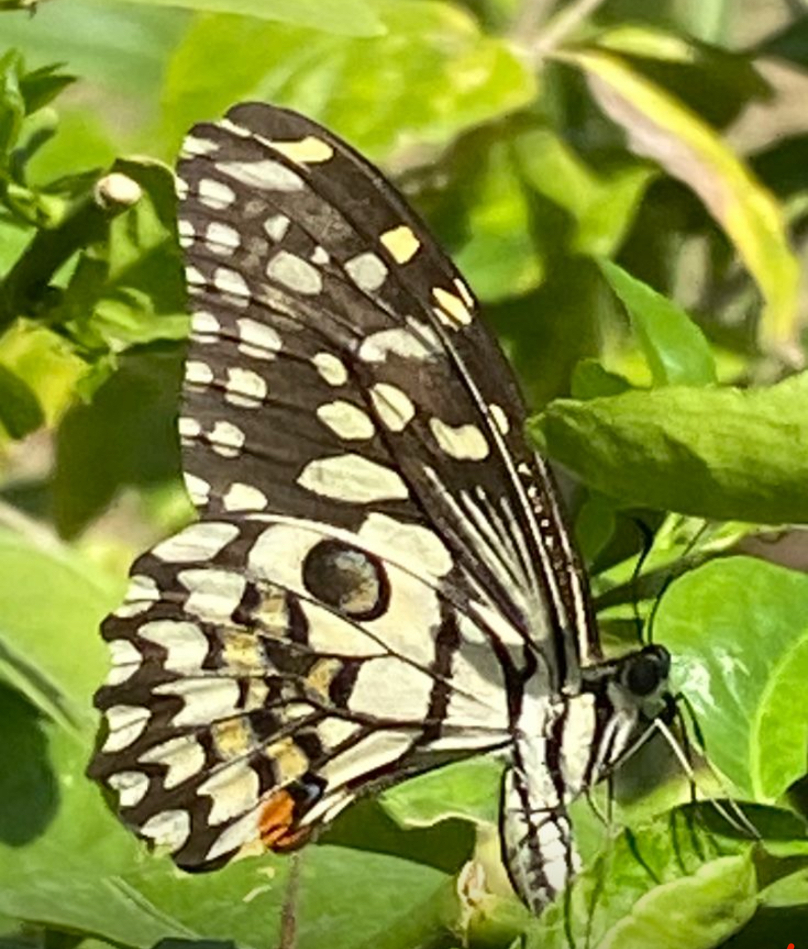 Lime Swallowtail